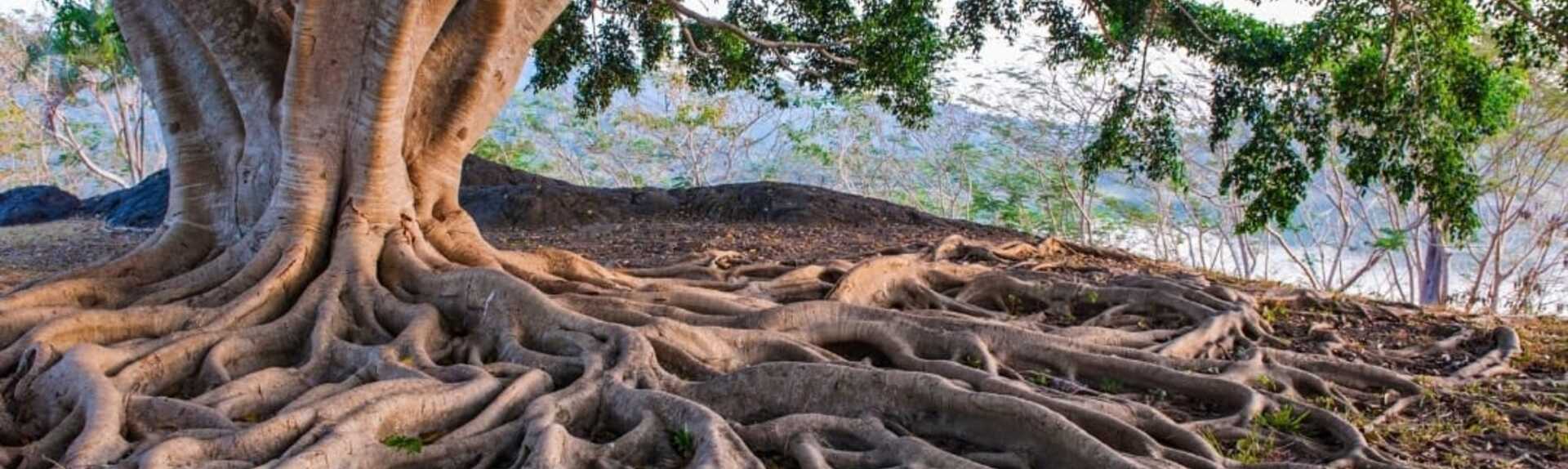 MASTER IN GUARIGIONE SCIAMANICA DELL'ALBERO GENEALOGICO E  KARMA FAMILIARE