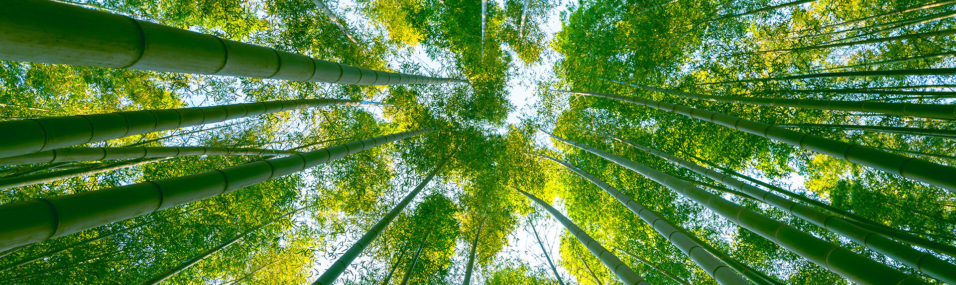 Corso per Carbon Manager