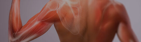 Corso di Anatomia Base