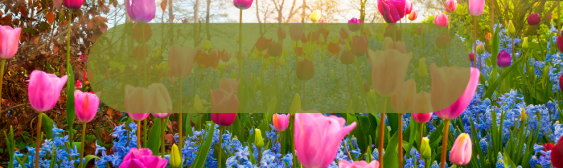 Videocorso AROMATERAPIA PER LA PRIMAVERA