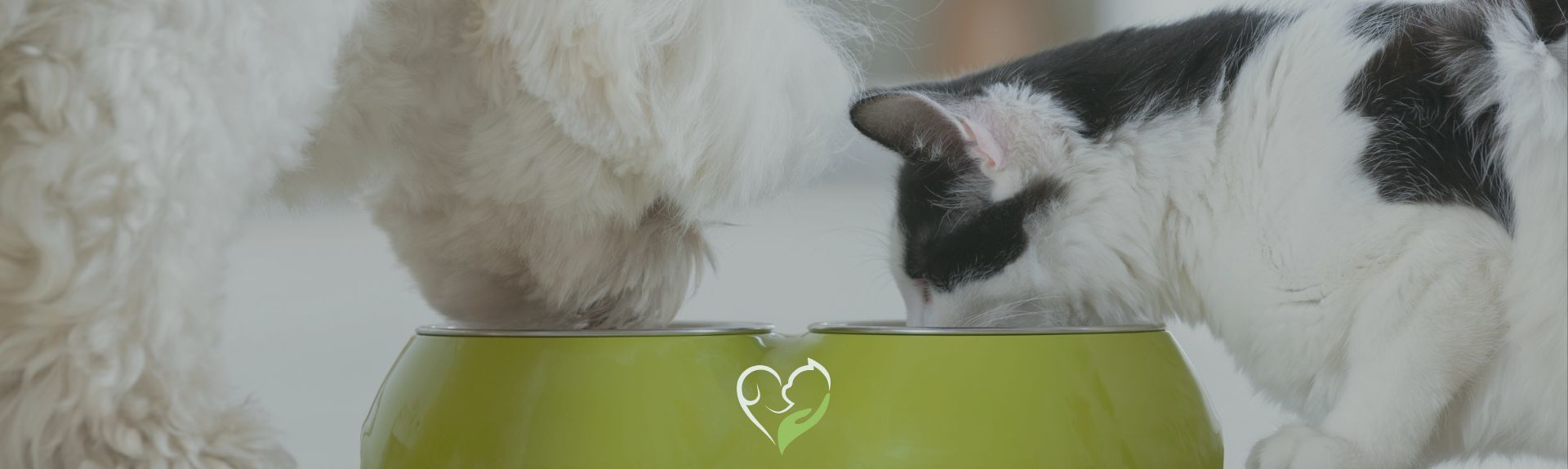 Percorso formativo in Tecnico Esperto in Alimentazione Commerciale del cane e del gatto