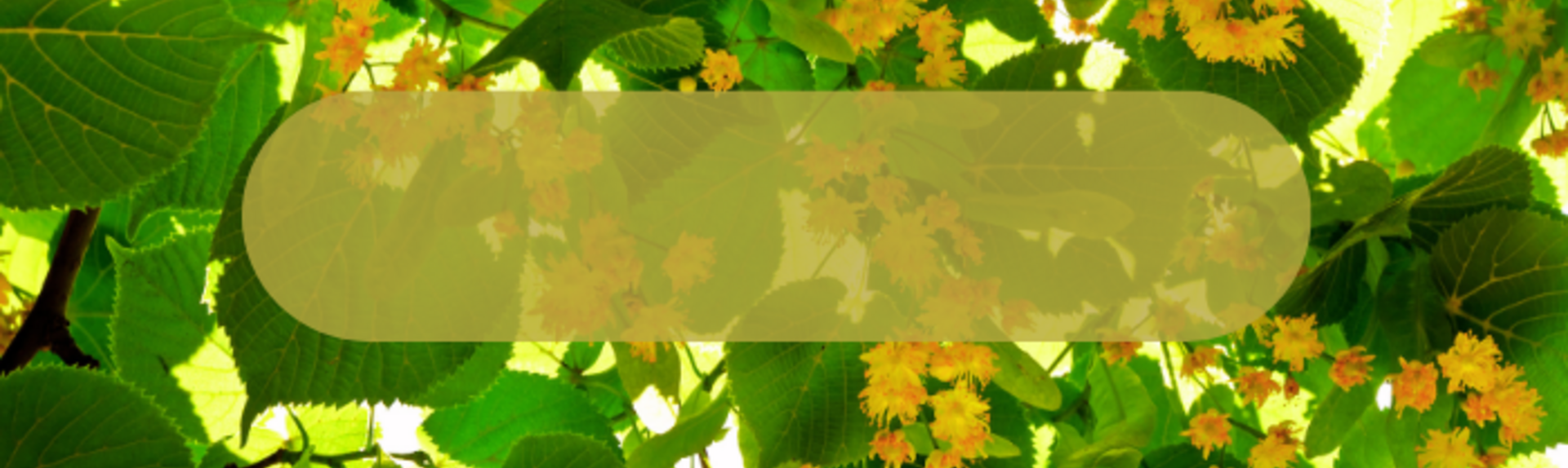 Videocorso AROMATERAPIA PER L' ESTATE