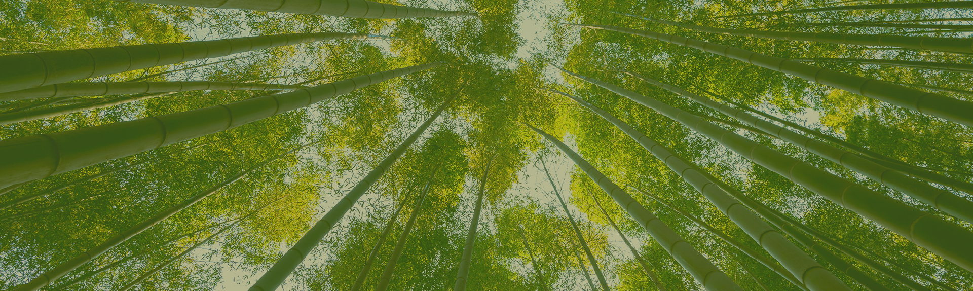 Carbon Footprint e Offsetting