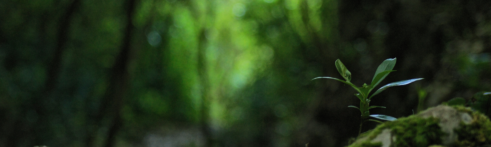 Il Bosco che Trasforma