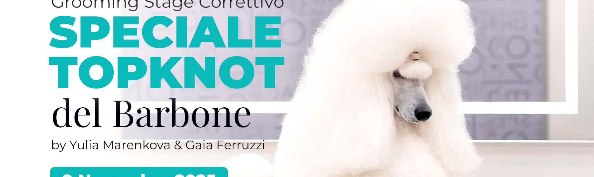 Stage Correttivo Top Knot Poodle - con Parte Pratica su Proprio Barbone