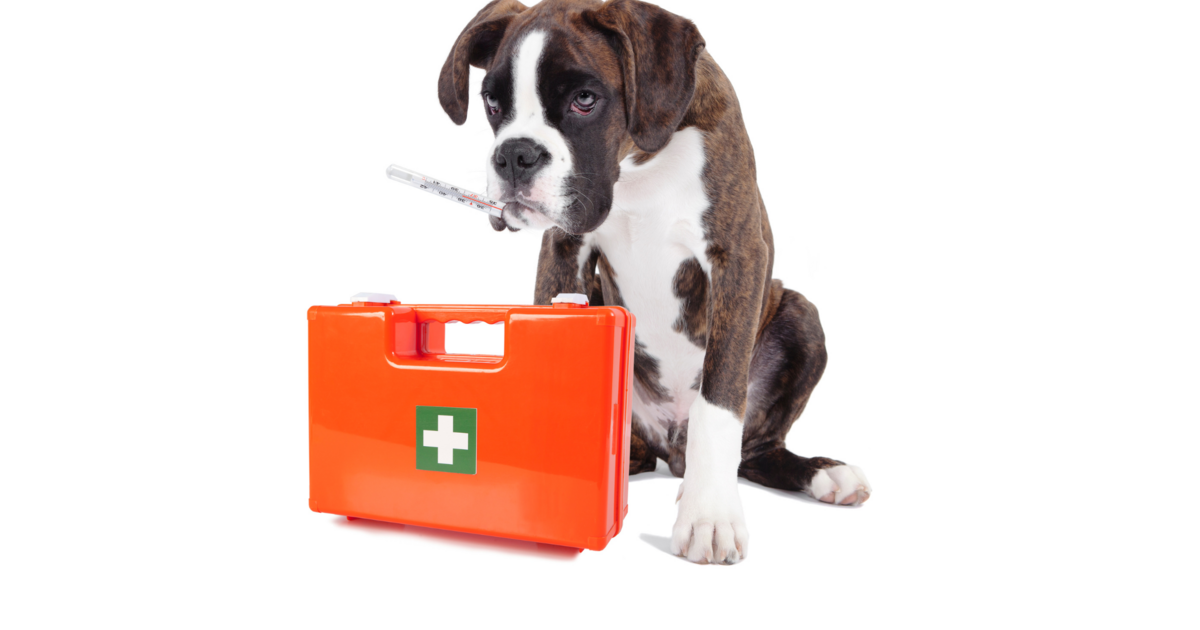 CONSULENZA_CANE_PATOLOGIA.png