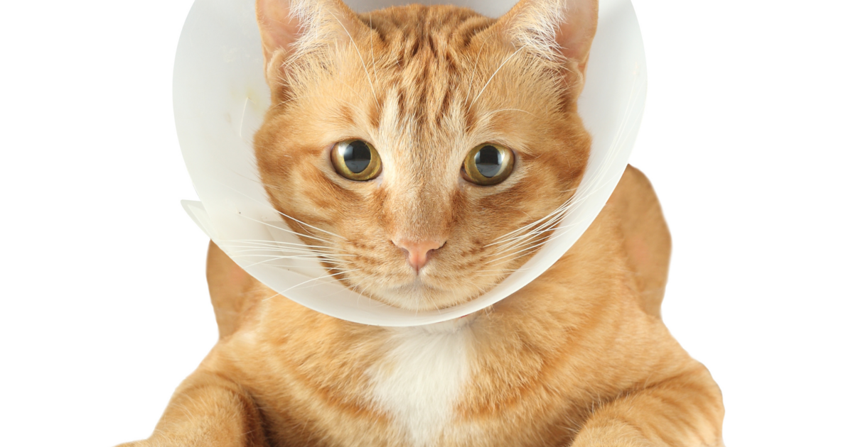 CONSULENZA_GATTO_PATOLOGIA.png