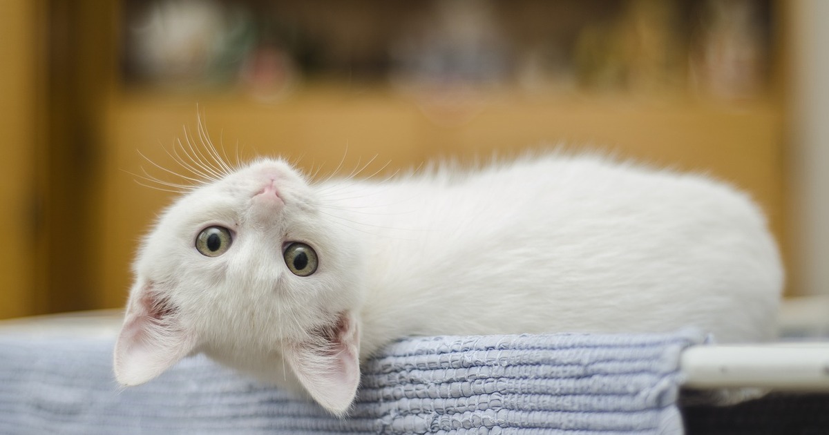 kitten-white-cat-cute-domestic-1285341.jpg