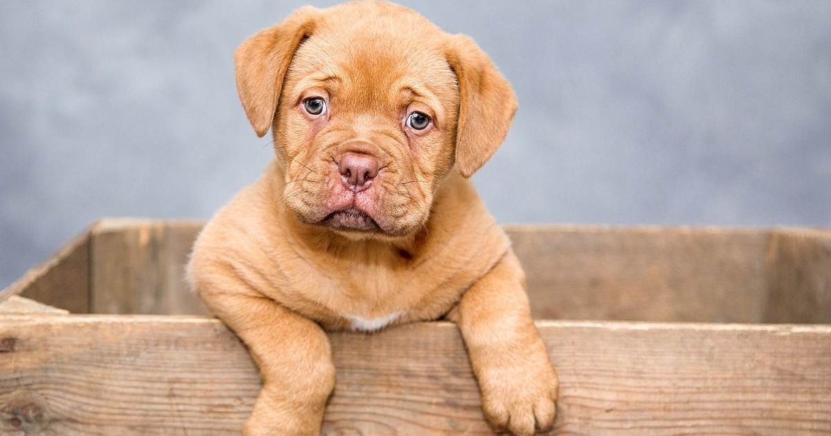 puppy-1047521_1280.jpg