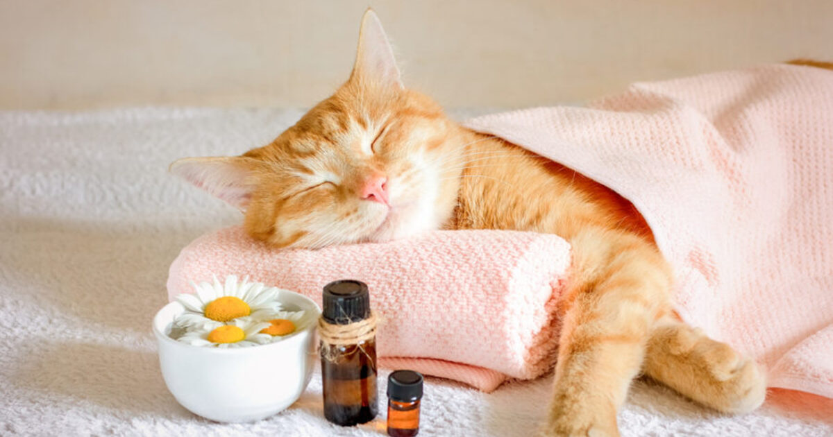 PER-CORSO DI AROMATERAPIA VETERINARIA (3 livelli)