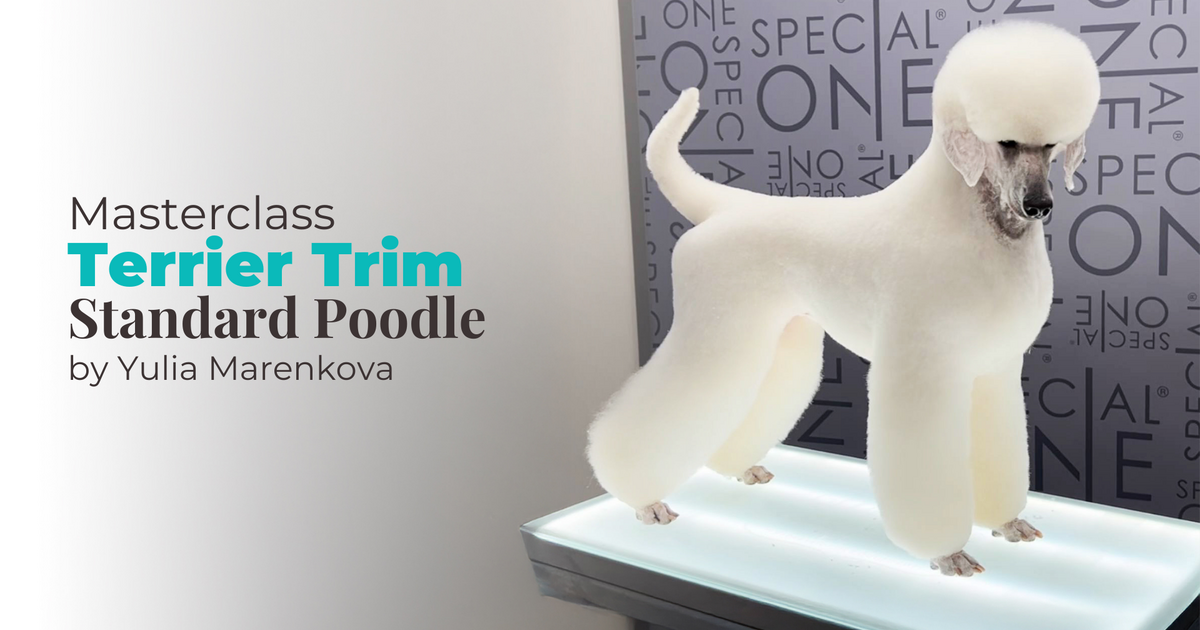 Masterclass Terrier Trim Standard Poodle con Yulia Marenkova 1 Giorno