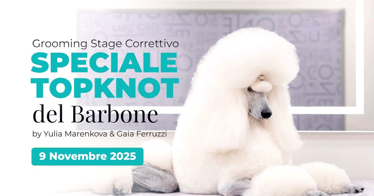 Stage Poodle TopKnot - con Pratica su proprio barbone