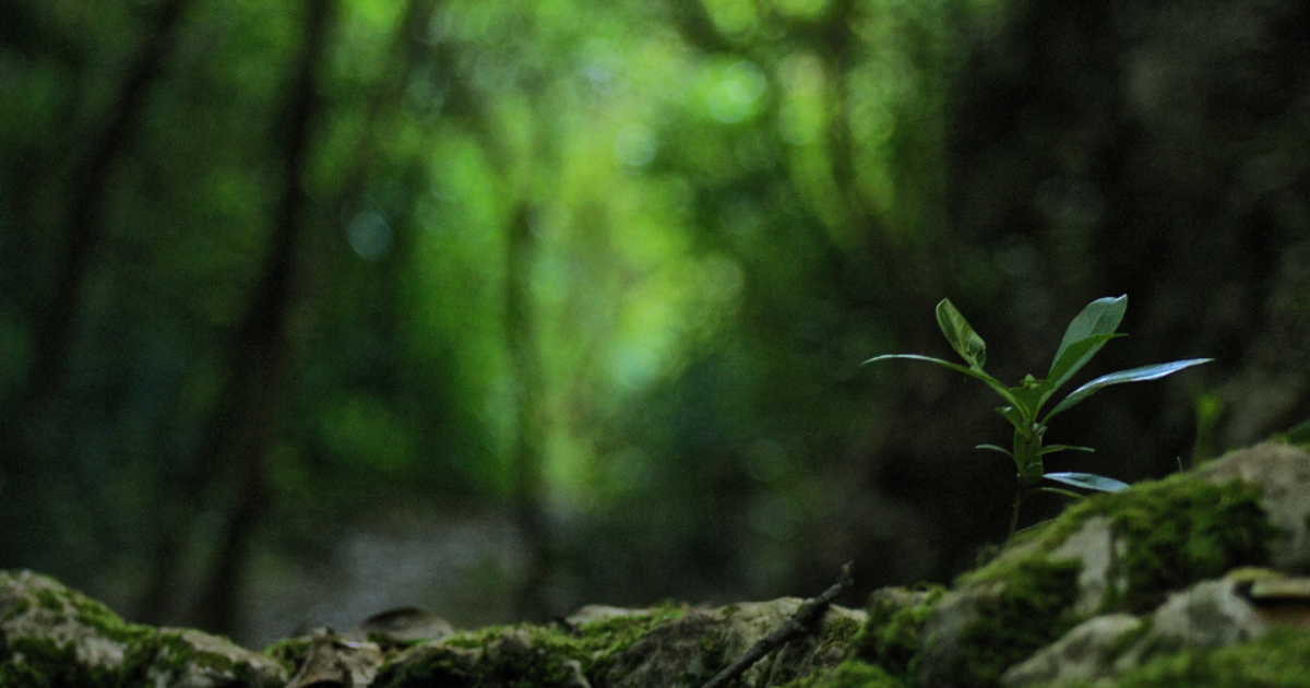 Buono per 2 persone, per evento Forest Bathing di 3 ore