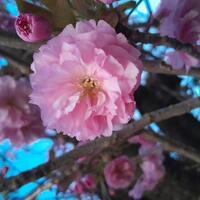 foto_ciliegio_rosa.jpg
